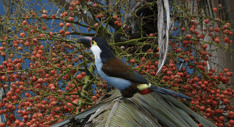 ¿Qué es el Avistamiento de Aves Explorando la Biodiversidad Dominicana?