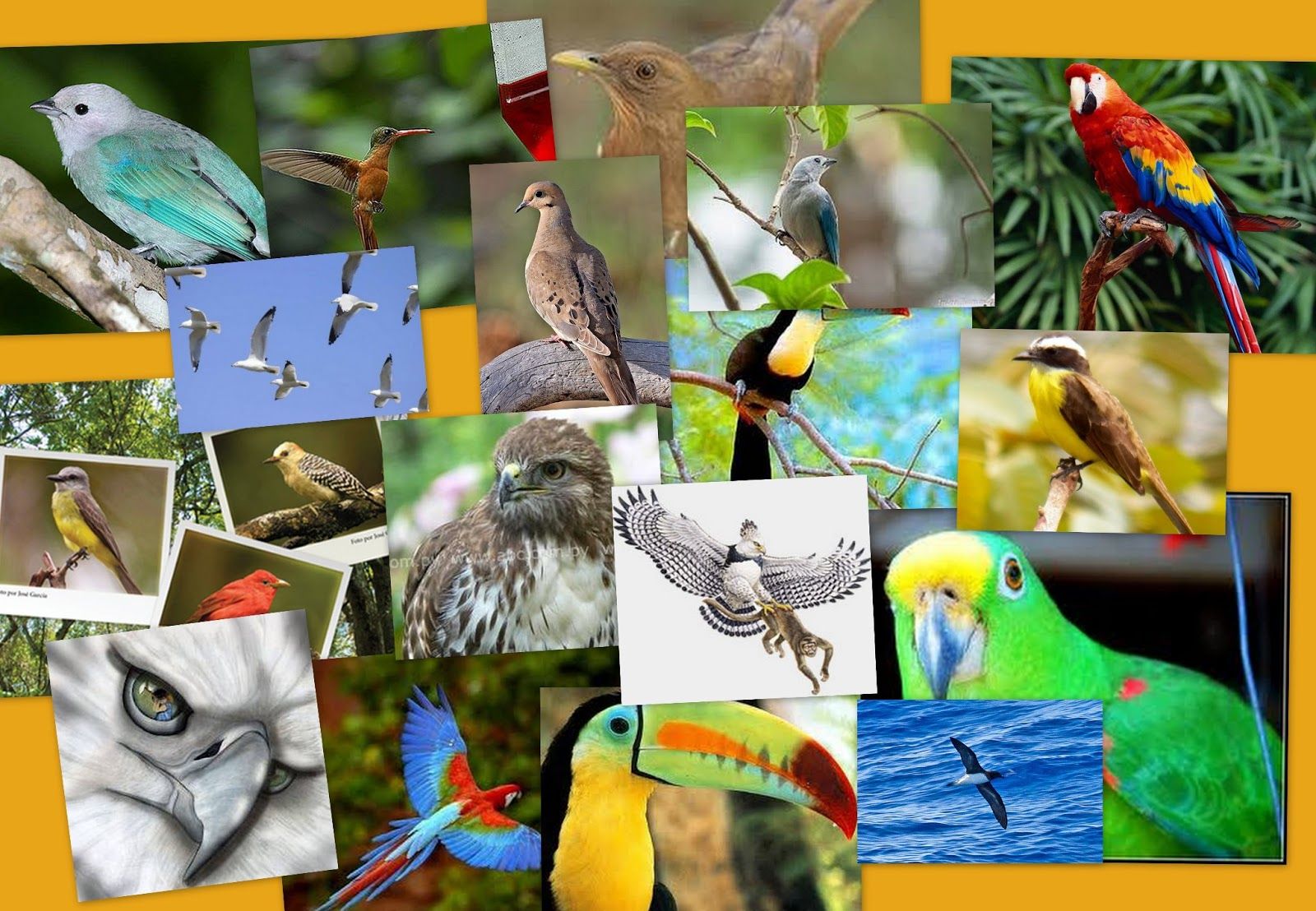 <strong>Avistamiento de Aves Explorando la Biodiversidad Dominicana: Aves Endémicas