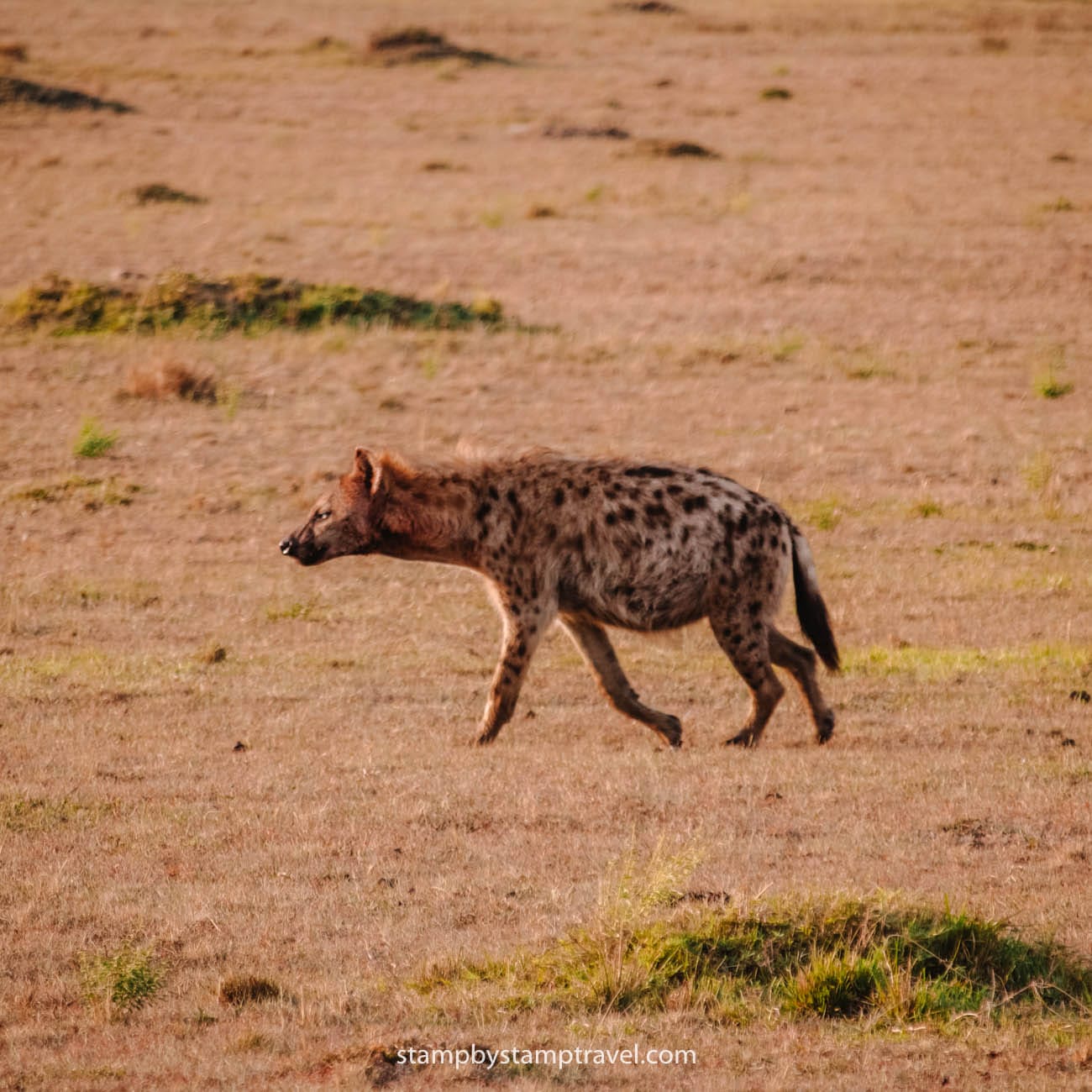 Organizar un safari: ¿es como navegar un río impredecible?